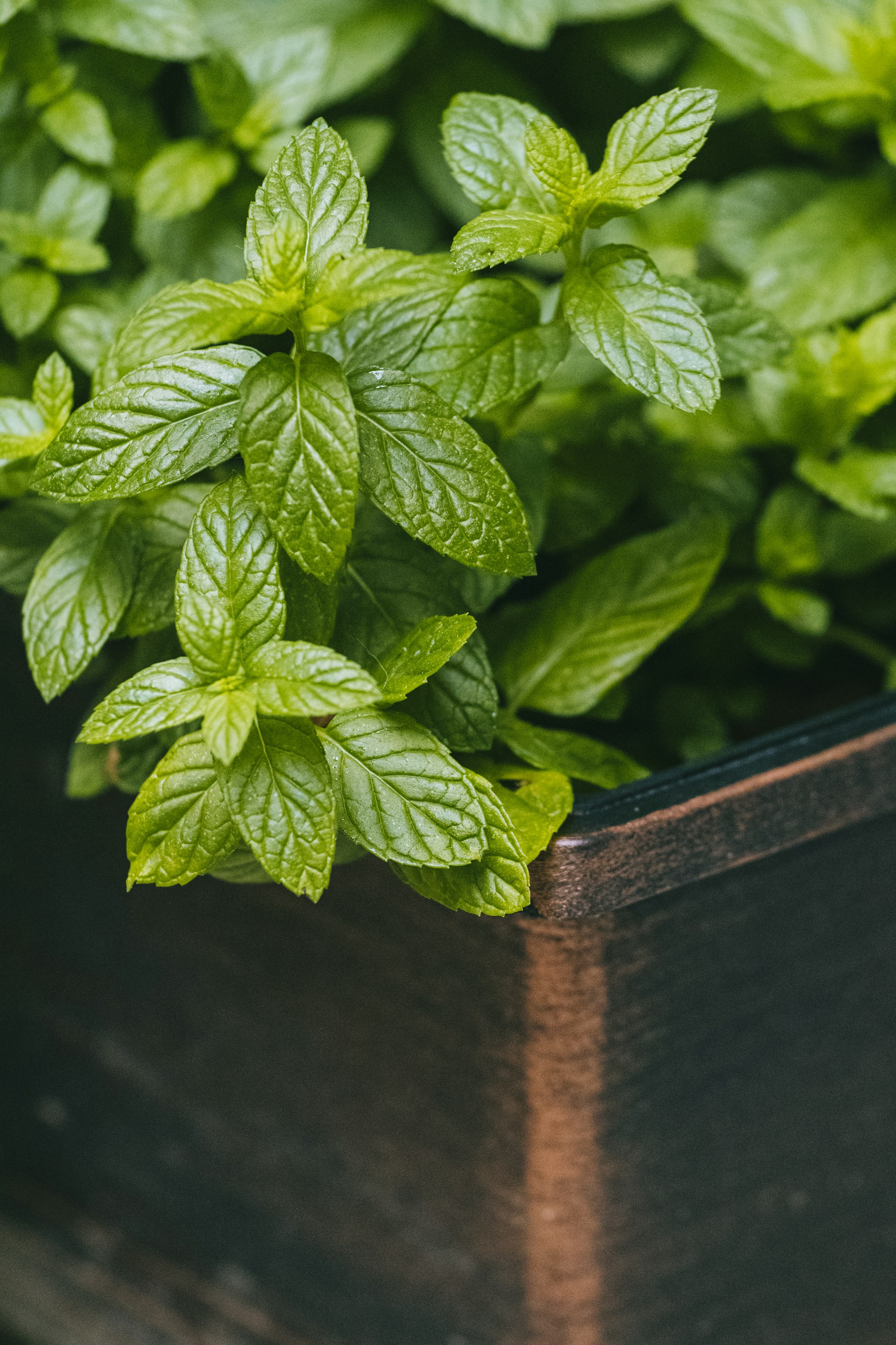 a close up of a potted plant with green leaves