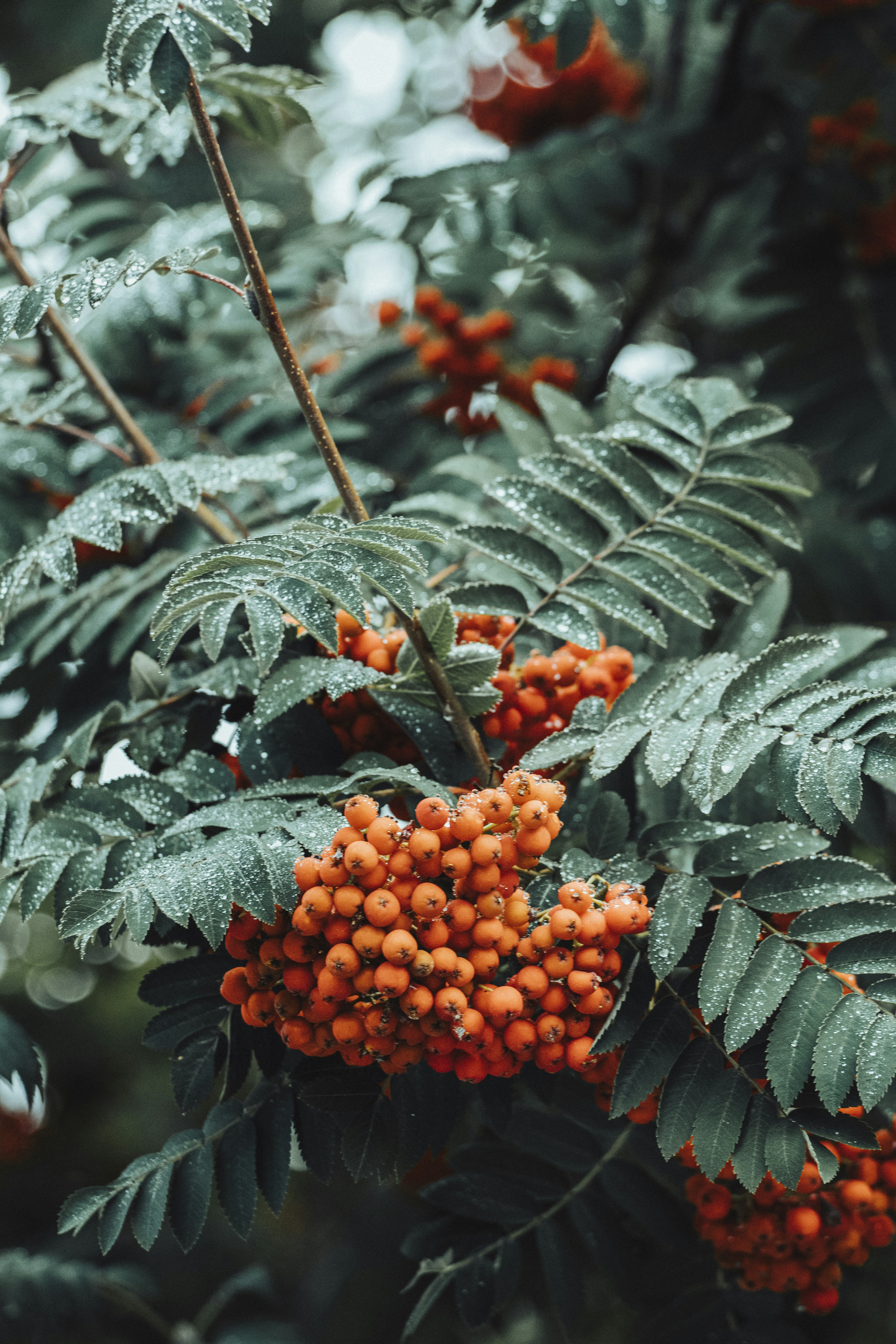 Photo by hiccupfromberk