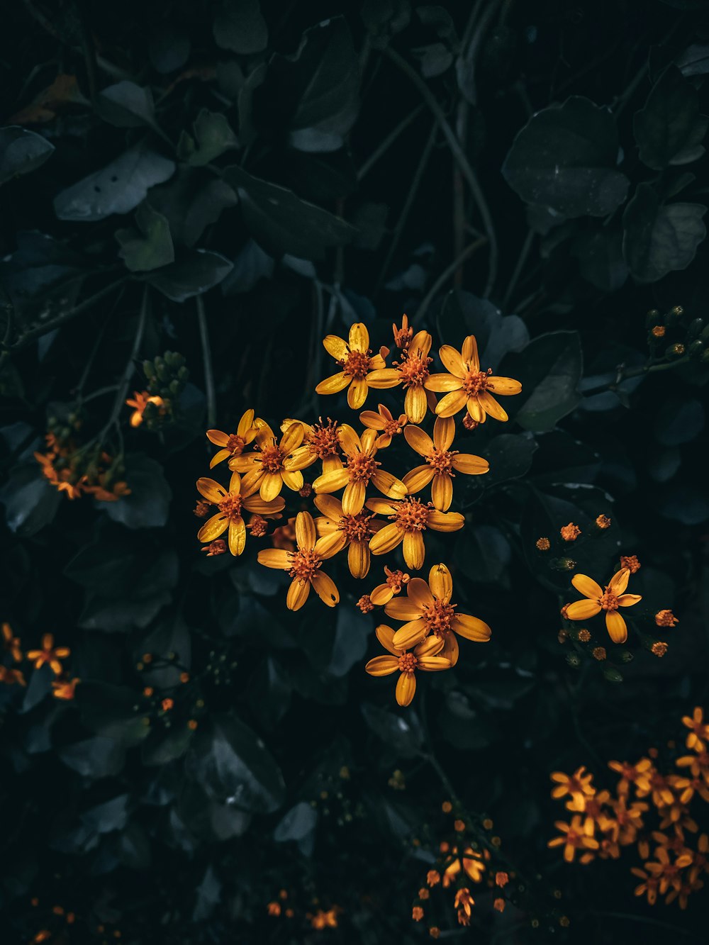 a bunch of yellow flowers that are on a tree