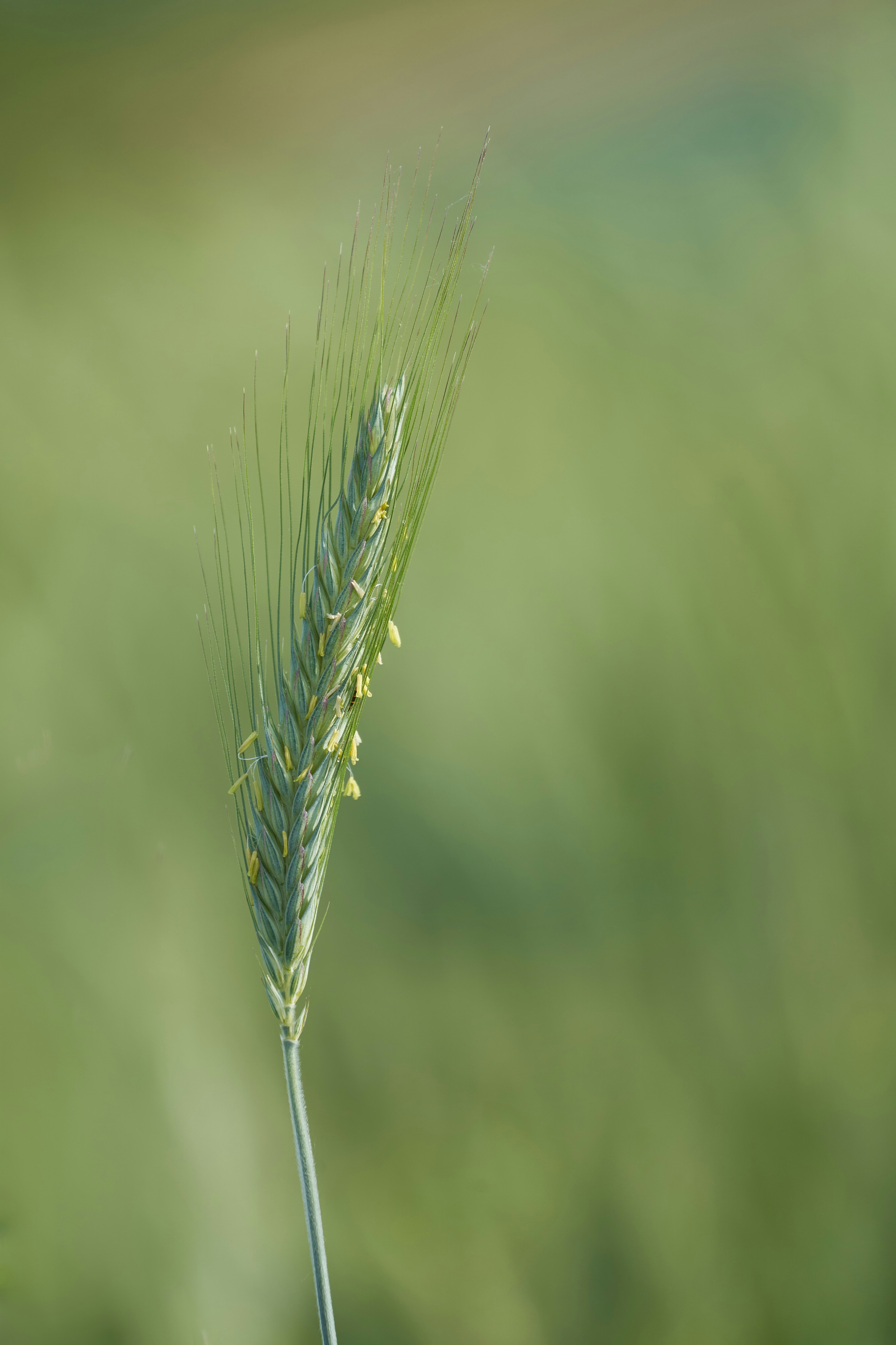 Photo by wolfgang_hasselmann