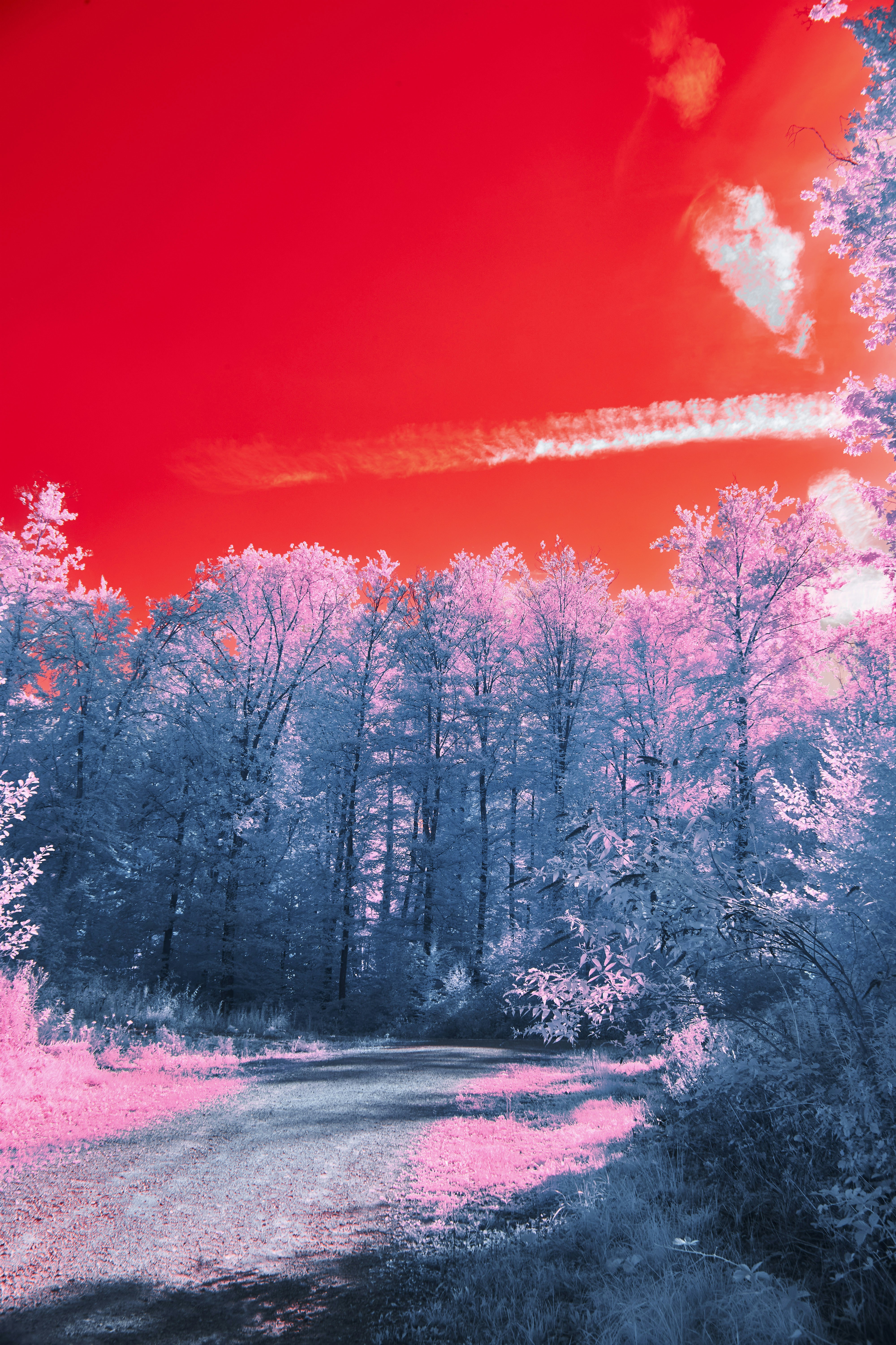 Photo by wolfgang_hasselmann