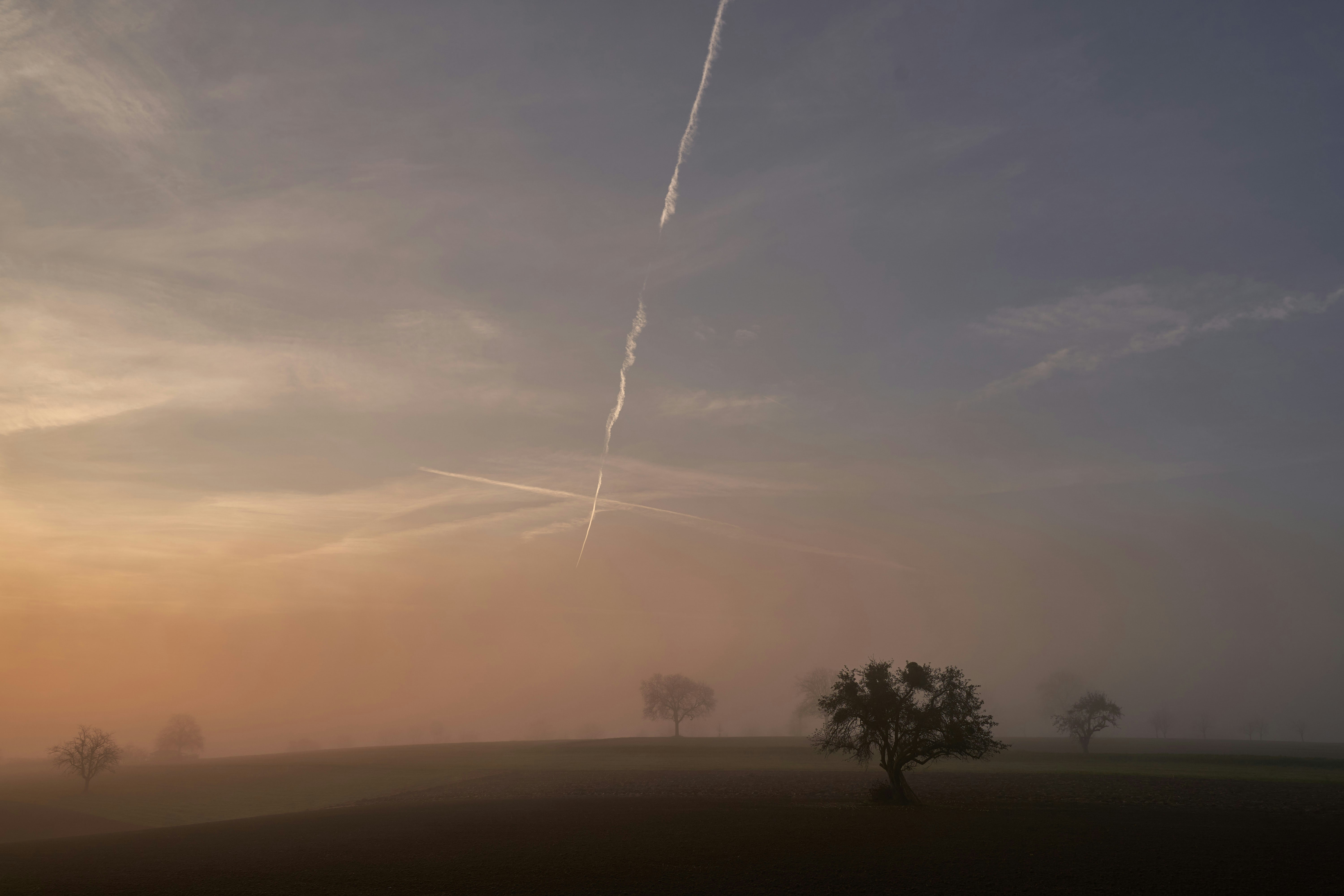 a foggy field with a lone tree in the foreground