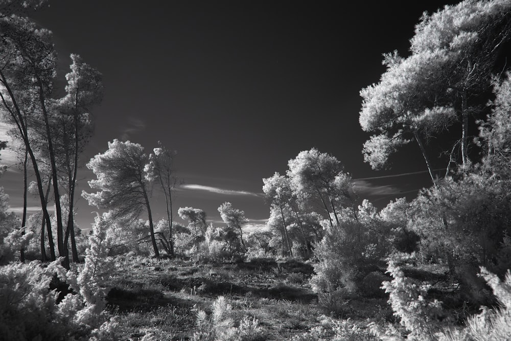 a black and white photo of trees and bushes