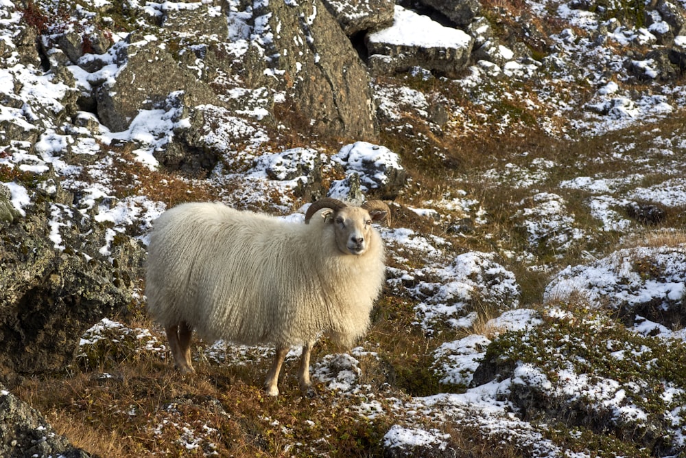 a mountain goat standing on a rocky hillside covered in snow