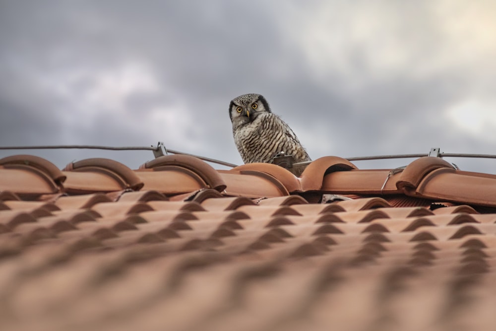 an owl sitting on top of a roof