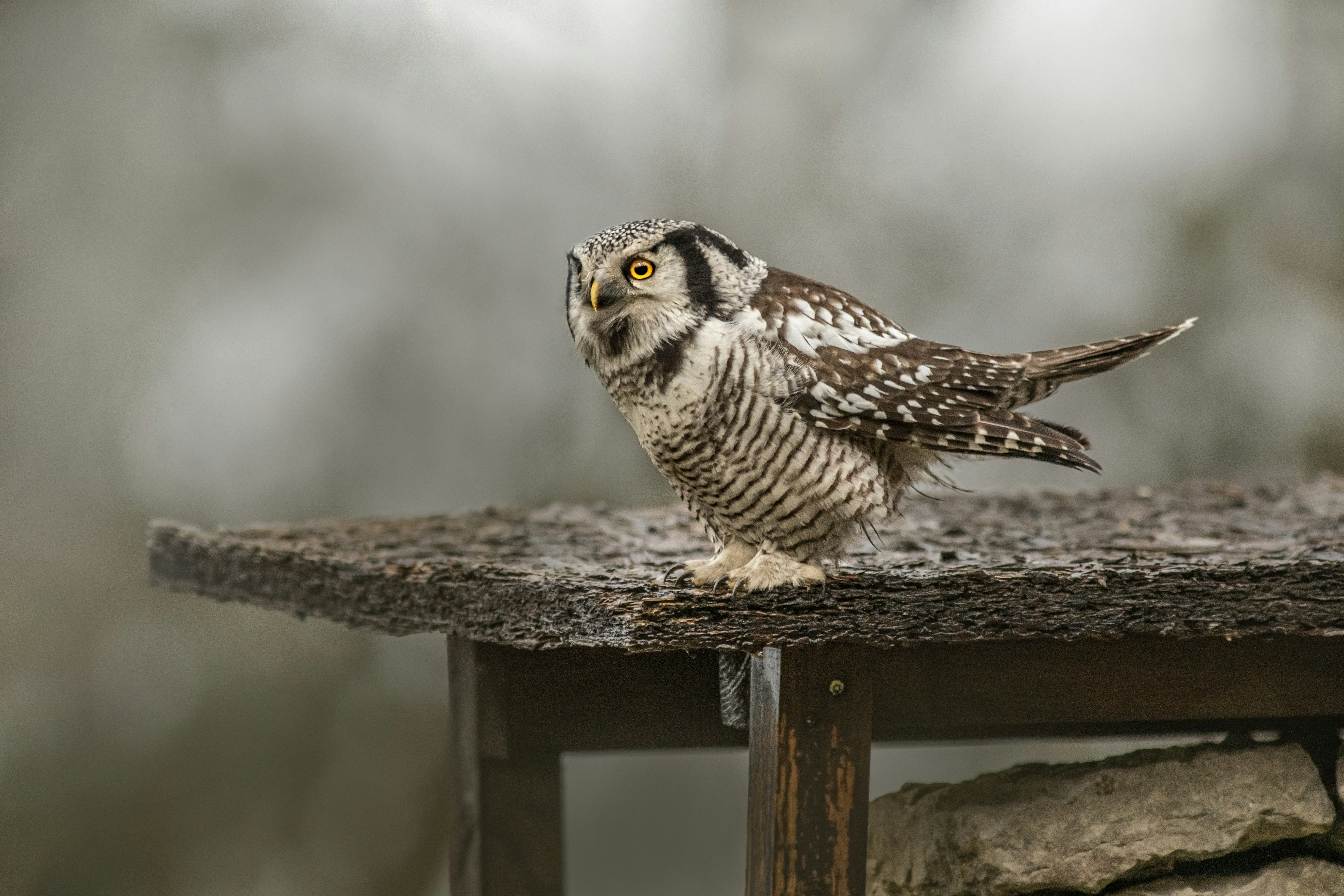 Photo by erik_karits