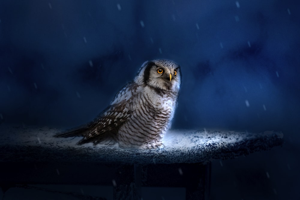 an owl sitting on a table in the rain