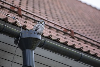 Image of a clean gutter featuring a baby owl perched