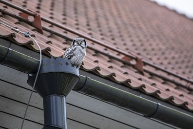 Image of a clean gutter featuring a baby owl perched
