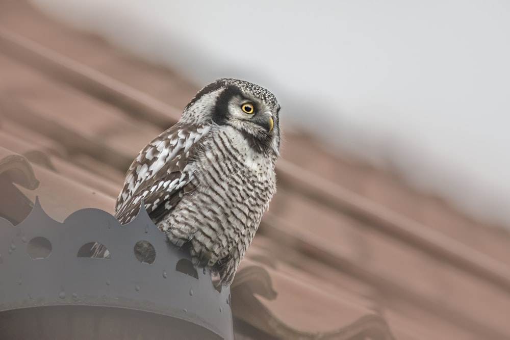 an owl sitting on top of a metal pole