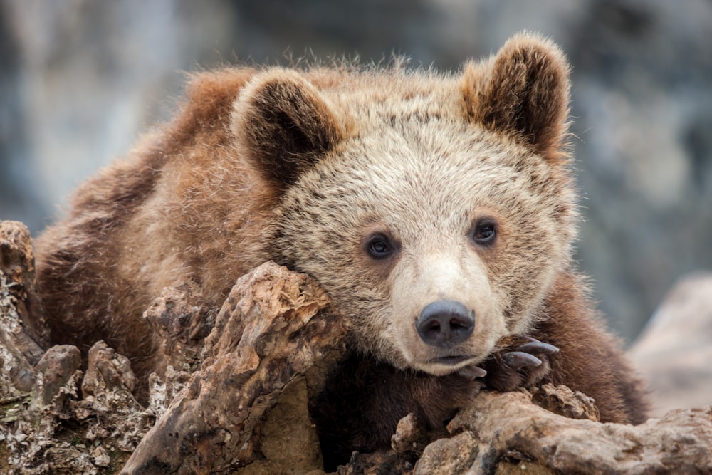 a brown bear sitting on top of a tree branch