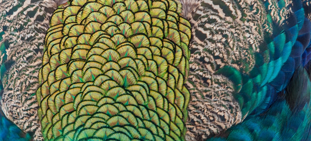 a close up of a colorful bird's feathers