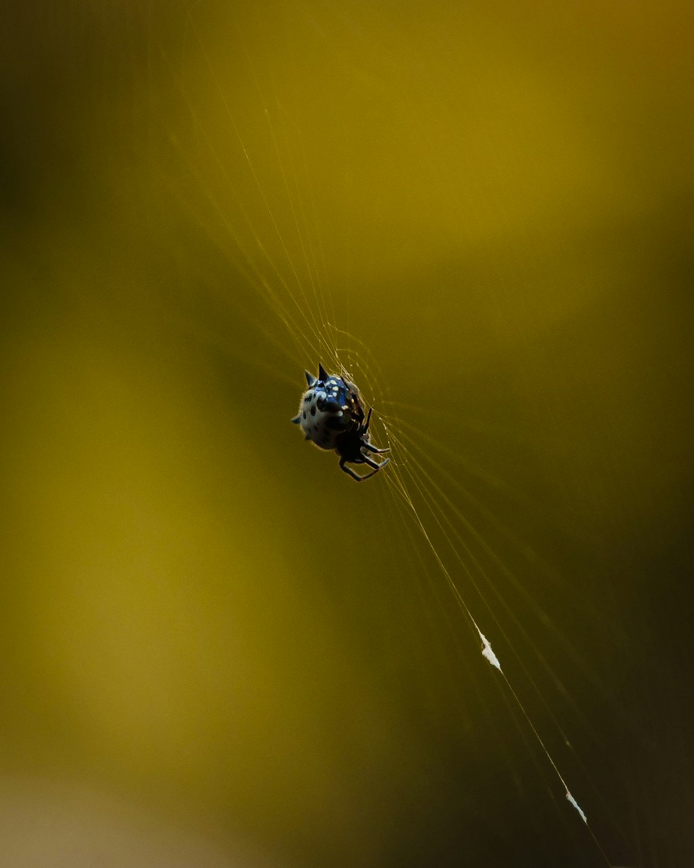 a close up of a spider on it's web
