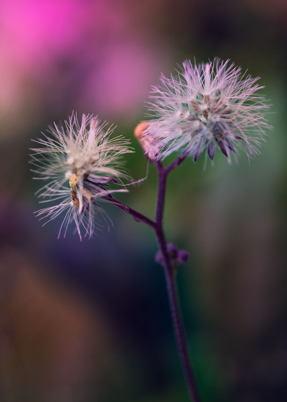 a close up of a flower with a blurry background