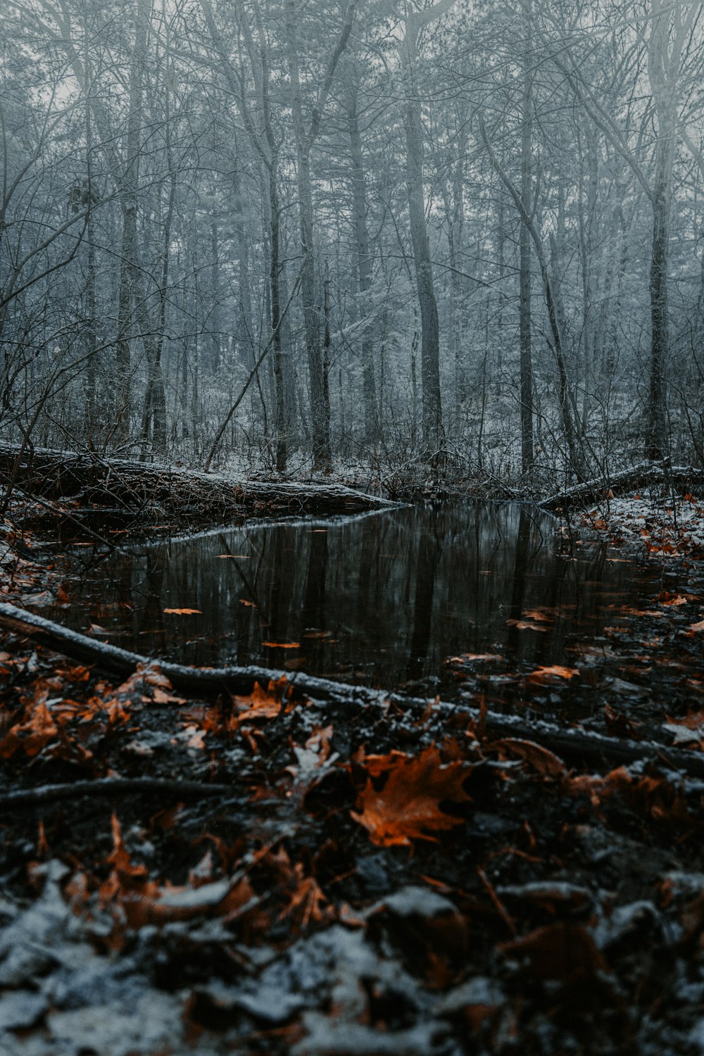 a swamp in the middle of a forest filled with leaves