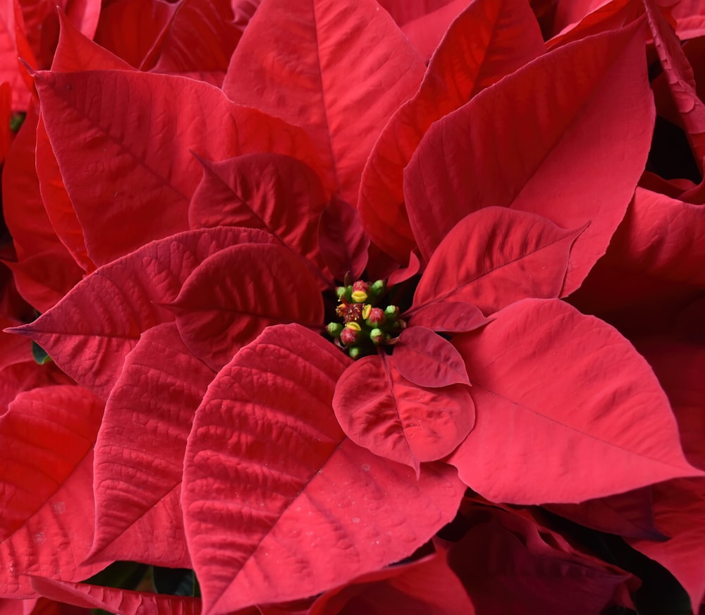 a close up of a red poinsettia flower