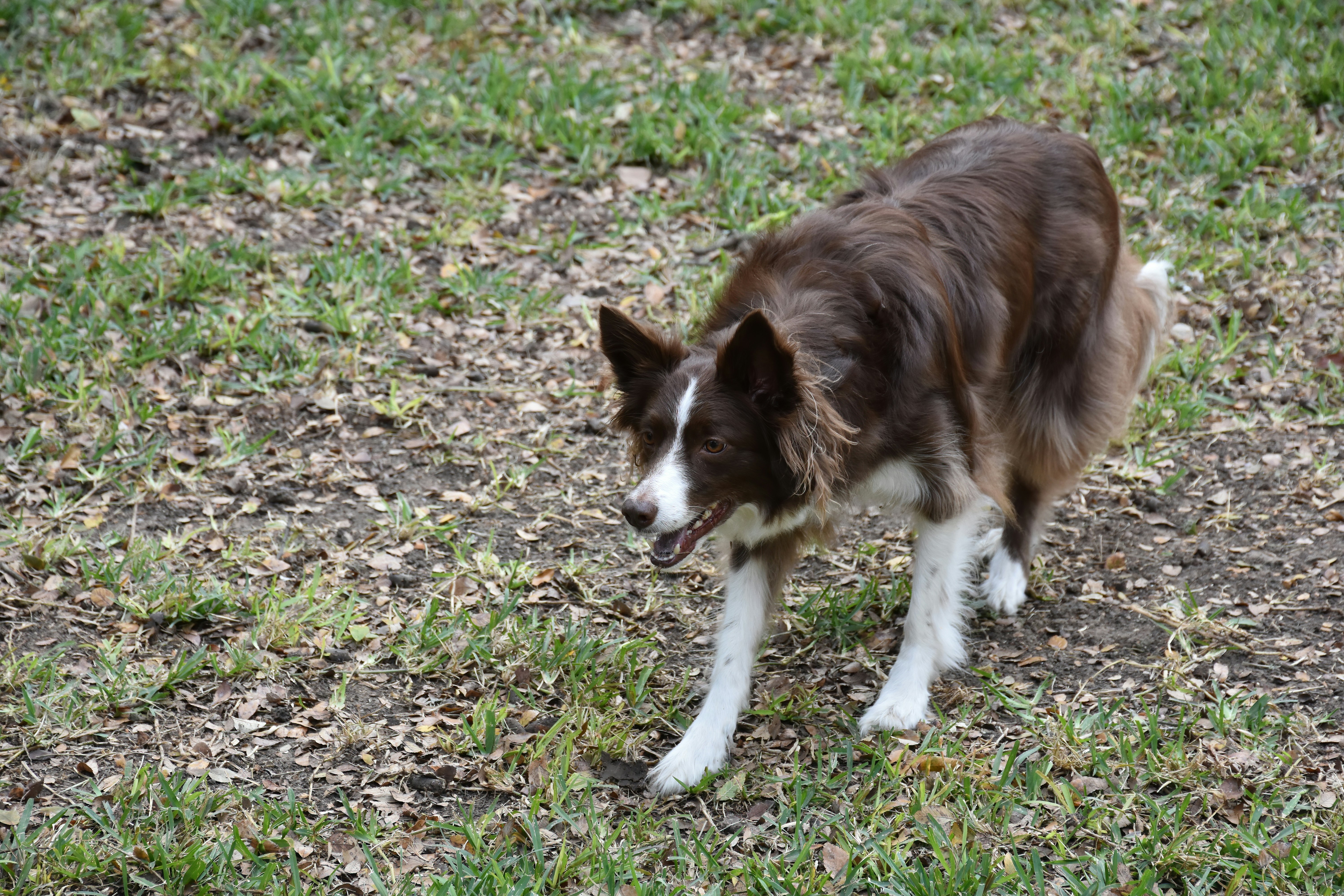 a brown and white dog standing on top of a grass covered field