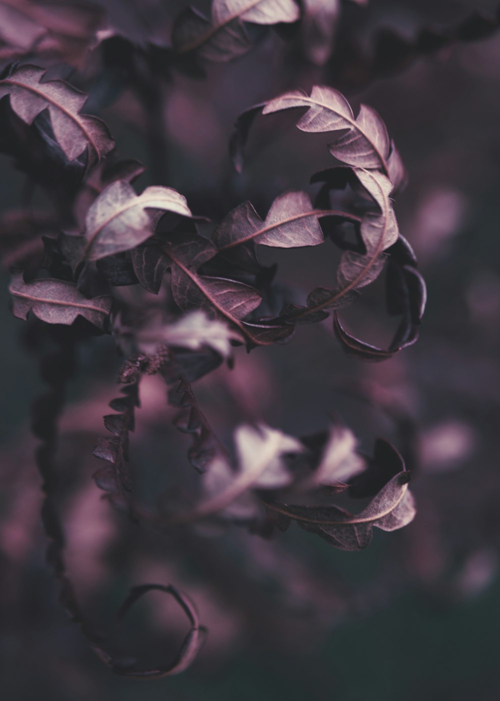 a close up of a plant with lots of leaves