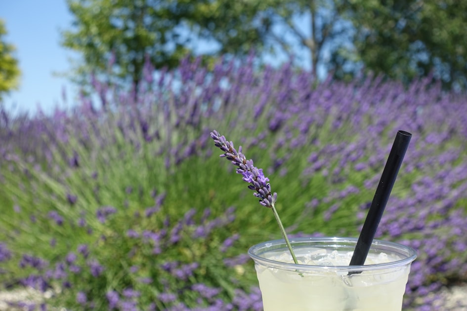A purple lavender drink with a straw and fresh lavender flower garnish in a glass