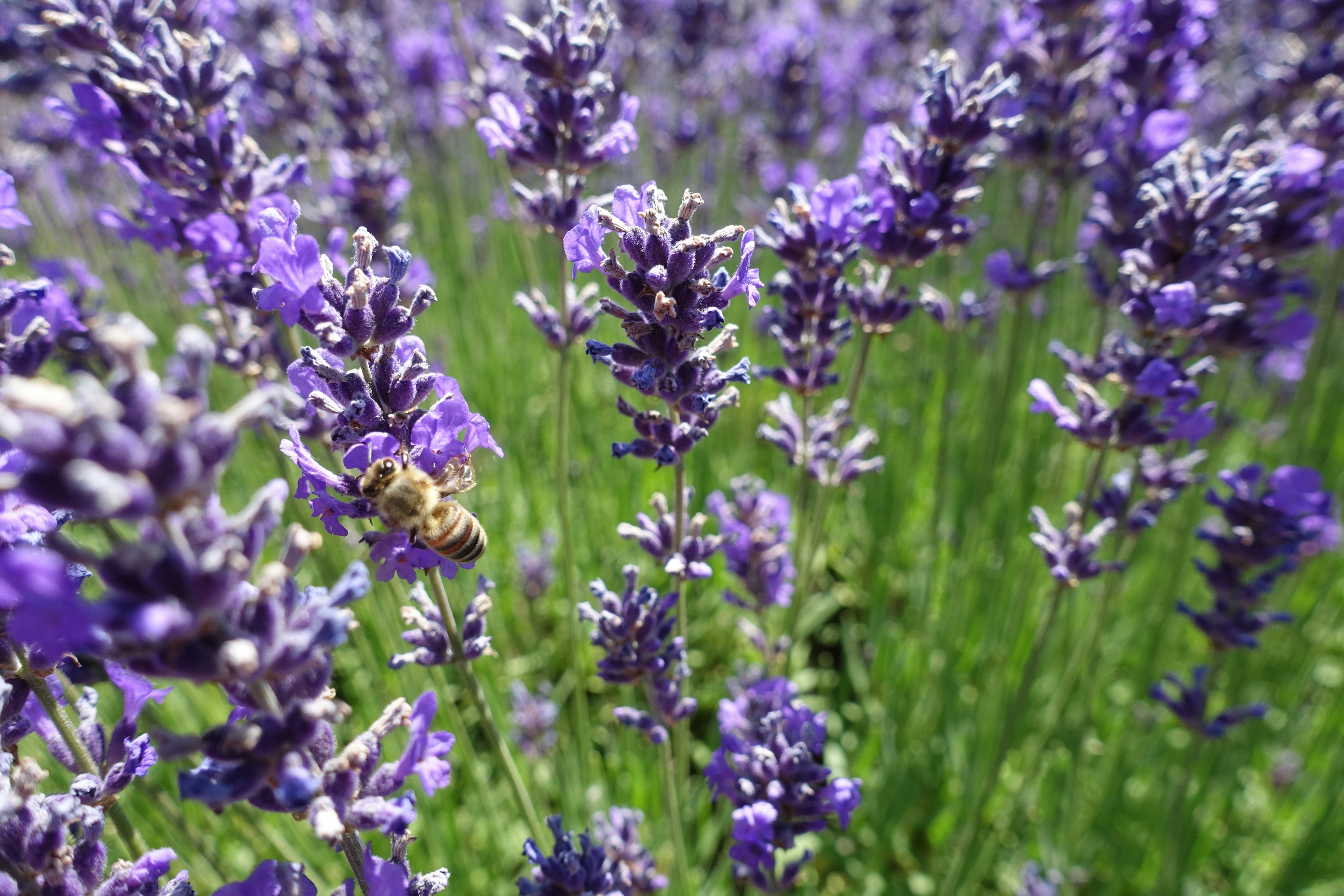 Photo by thekeroking