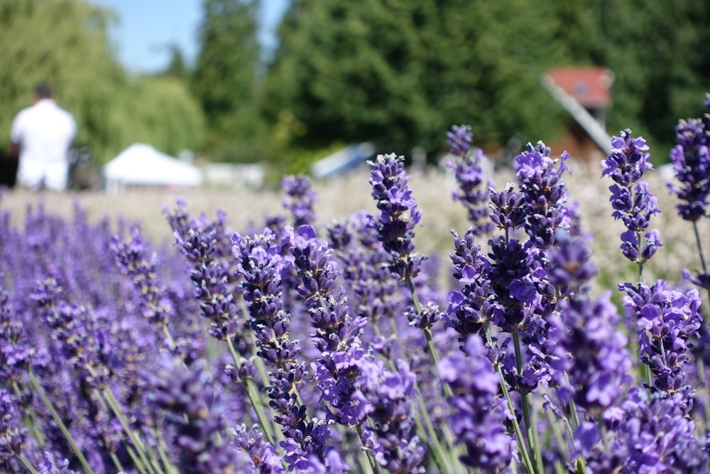 a field of lavender flowers with a man in the background
