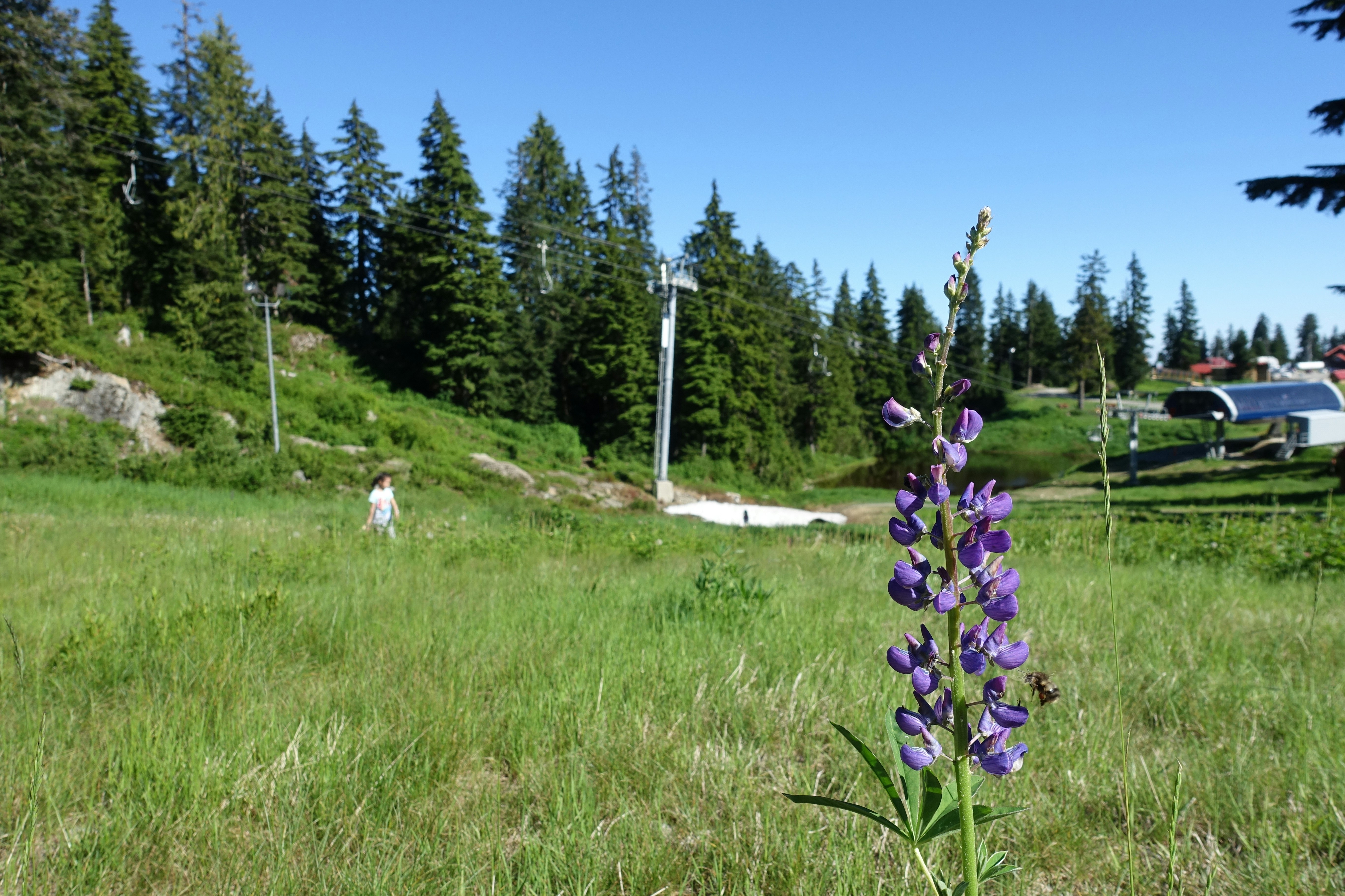 a purple flower in a grassy field next to a forest
