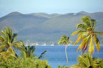 a view of a body of water surrounded by palm trees