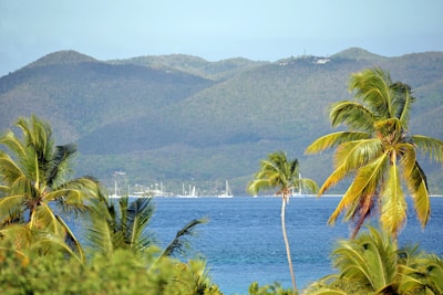 a view of a body of water surrounded by palm trees