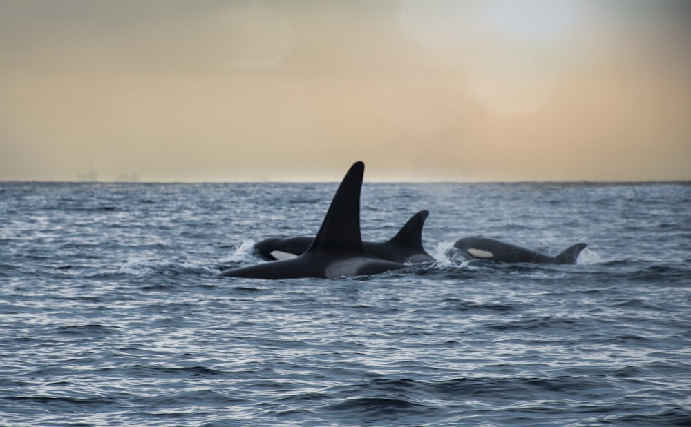 a couple of orca's swimming in the ocean