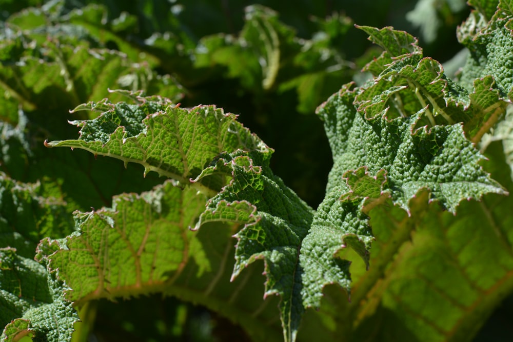 a close up of a green leafy plant