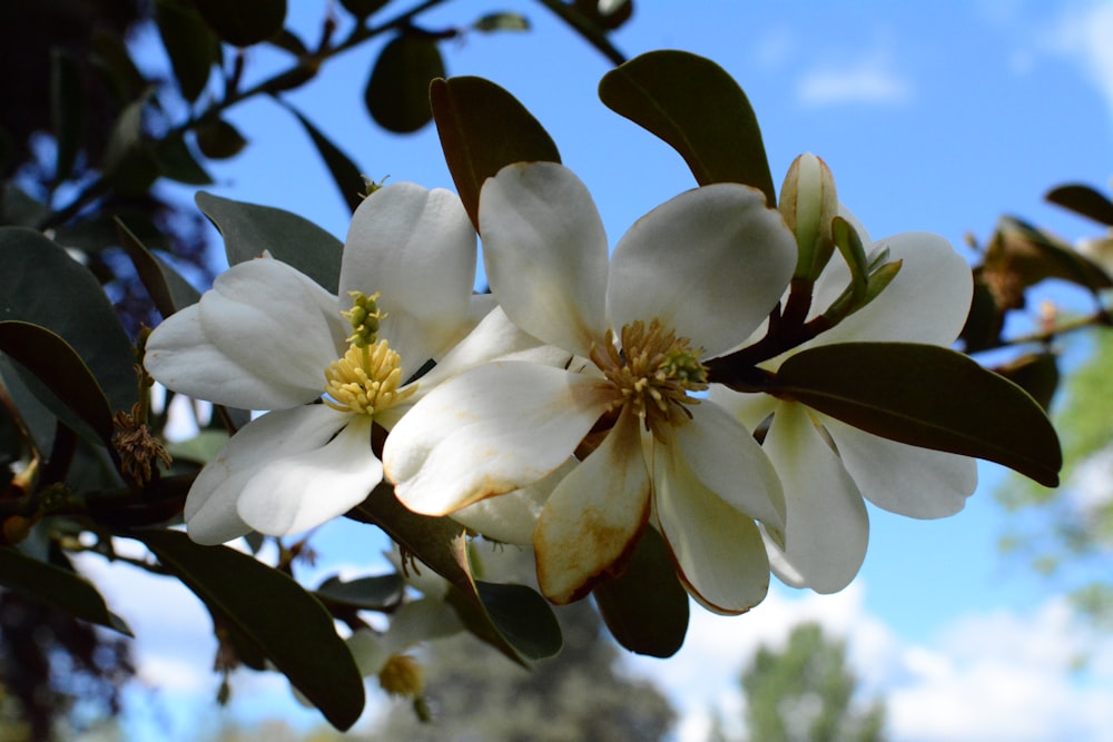 a close up of a white flower on a tree