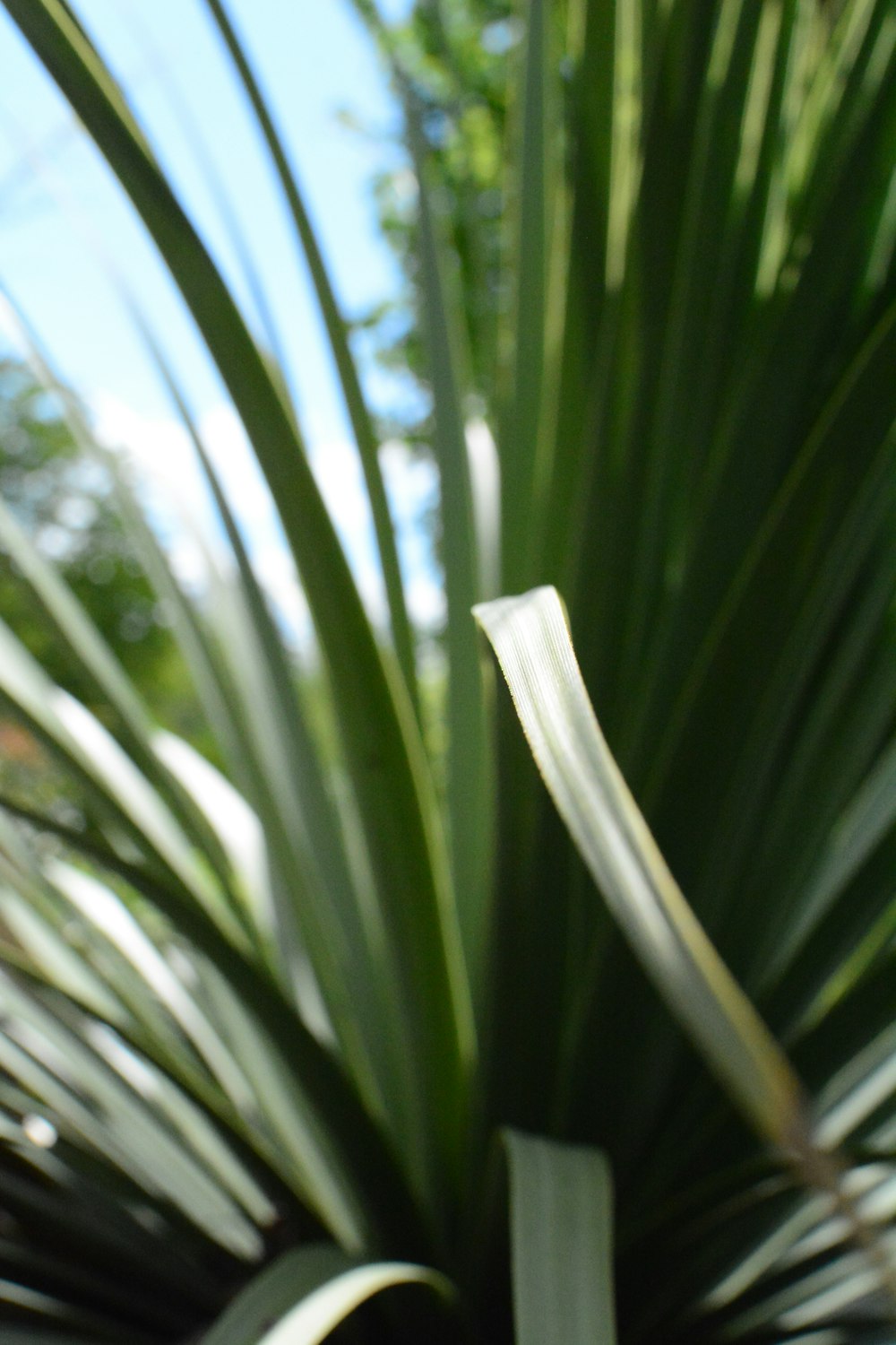 a close up of a plant with a blue sky in the background