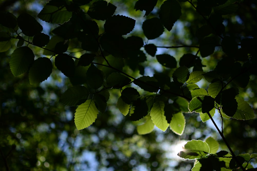 the sun shines through the leaves of a tree