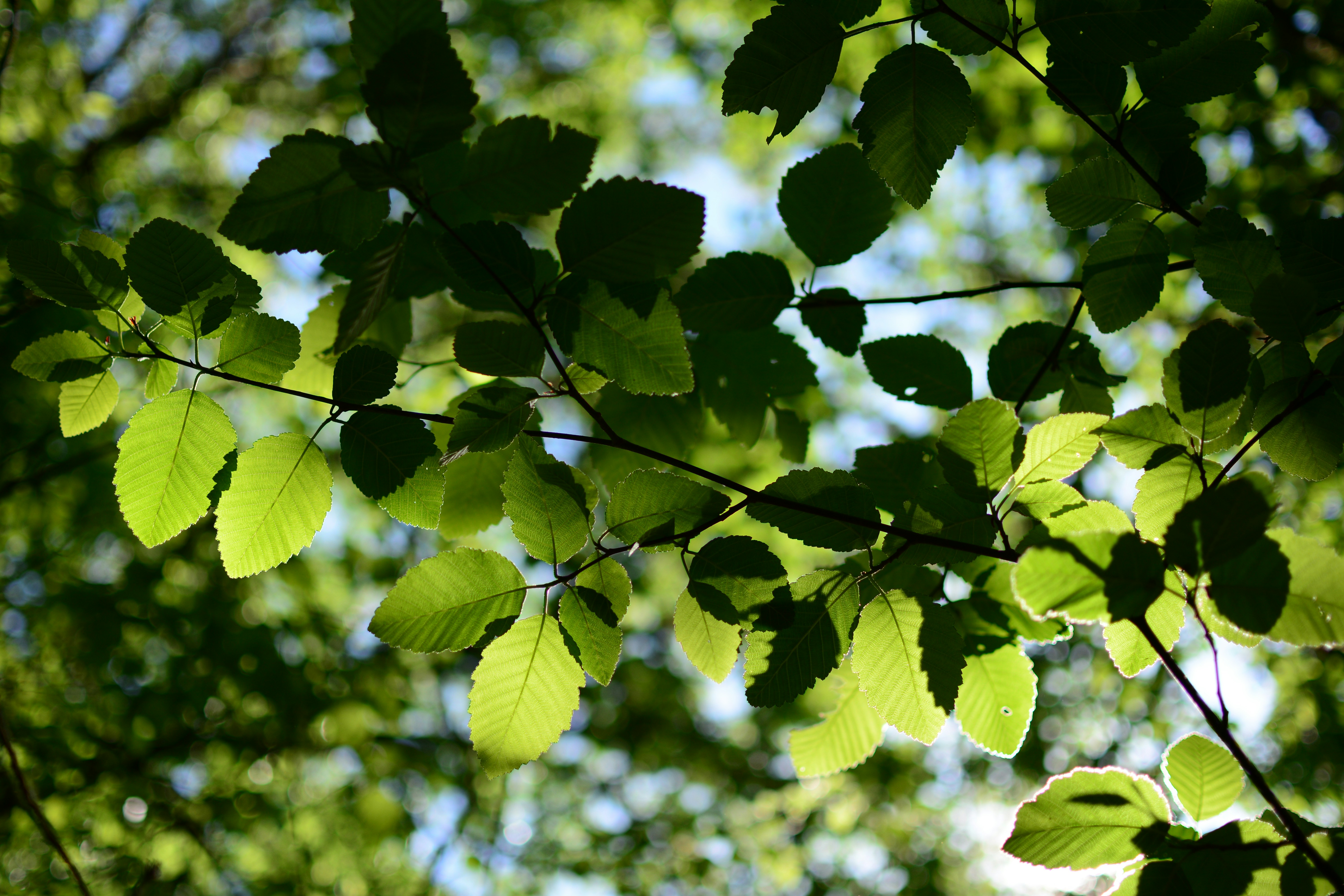 the leaves of a tree are shining in the sunlight
