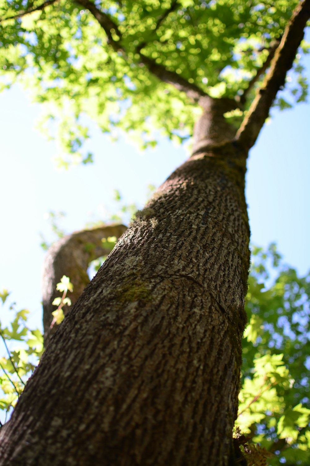 a close up of a tree trunk with a blue sky in the background