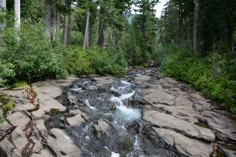 a stream running through a lush green forest