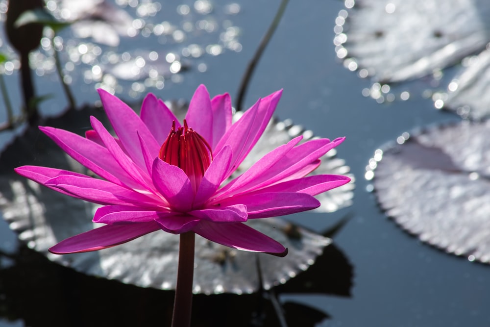 a pink water lily in a pond with lily pads