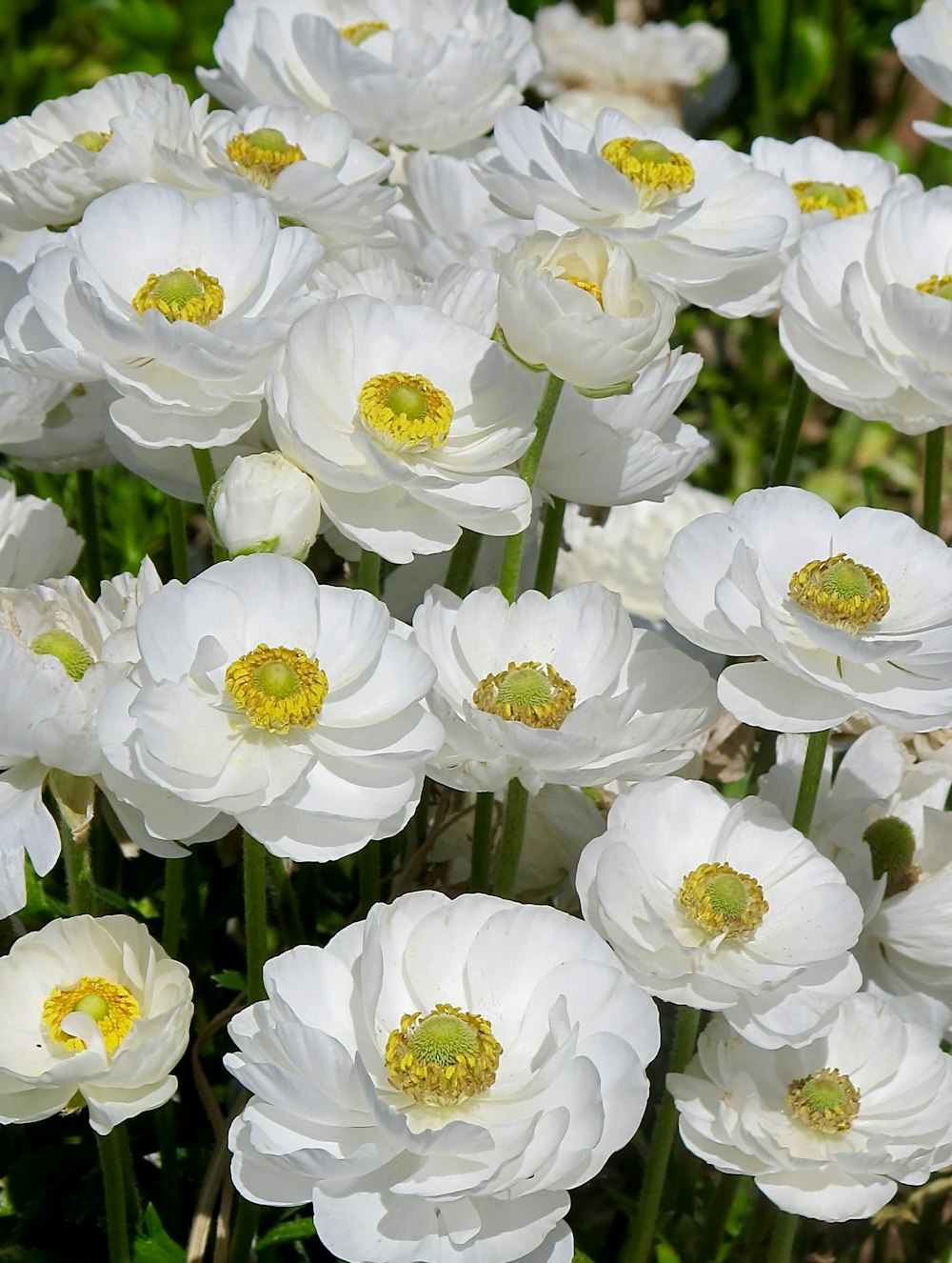 a bunch of white flowers that are in the grass