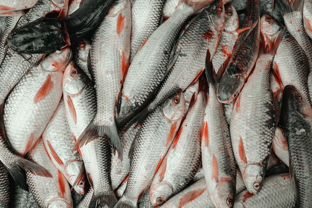 un montón de peces que están sobre una mesa