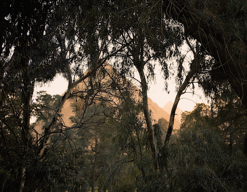 a giraffe standing in the middle of a forest