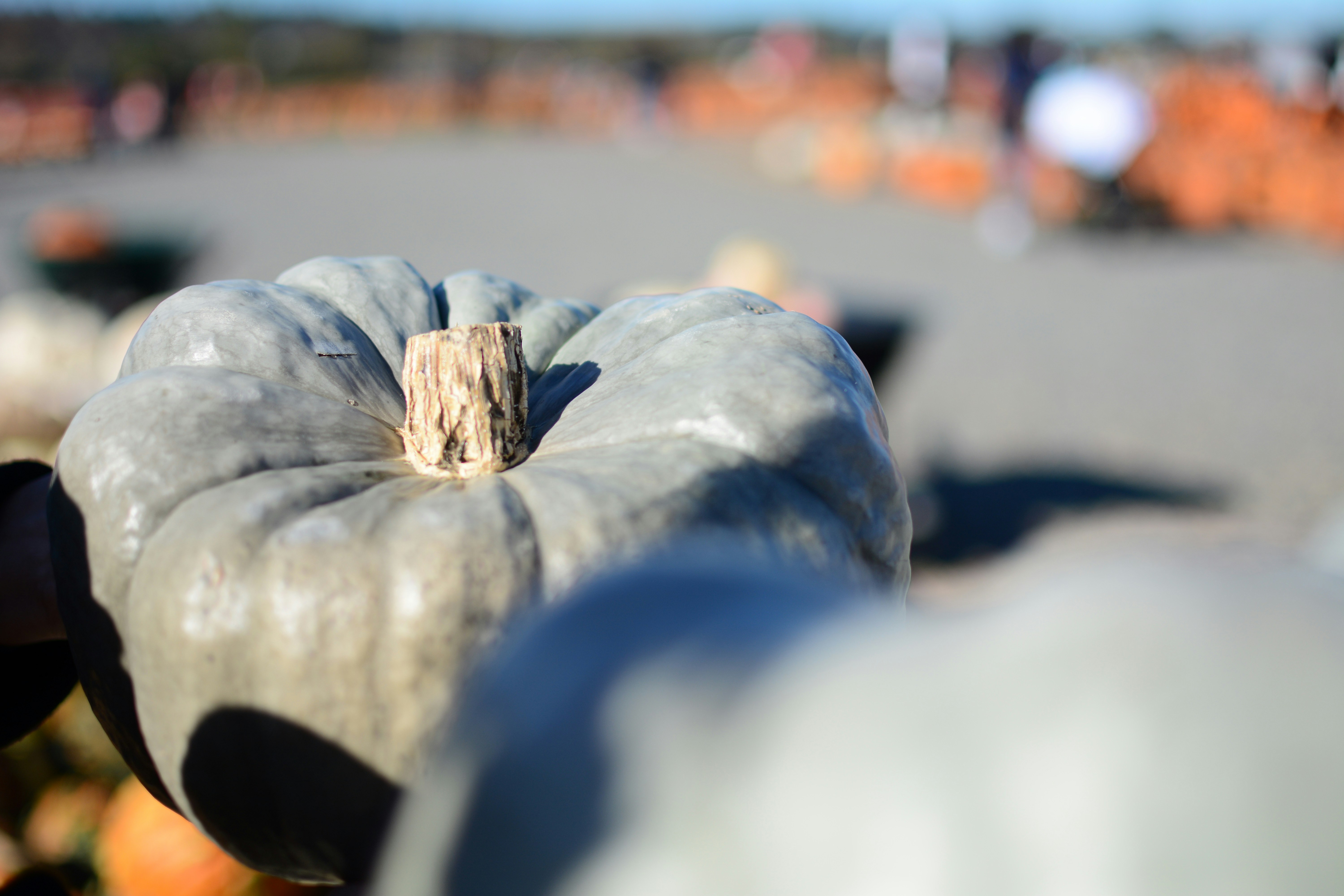a close up of a person holding a pumpkin