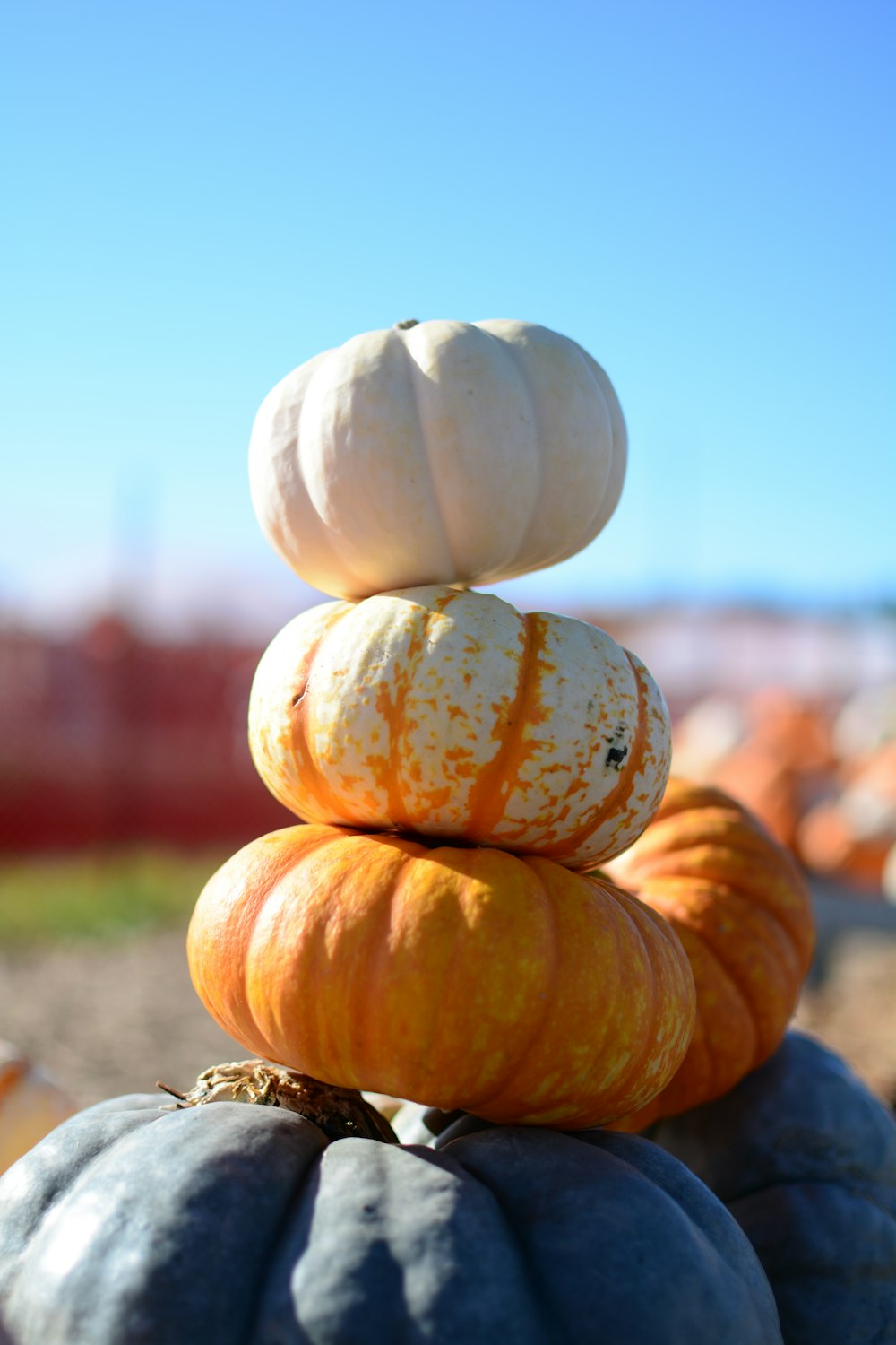 a close up of a fruit