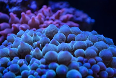 a close up of a group of corals