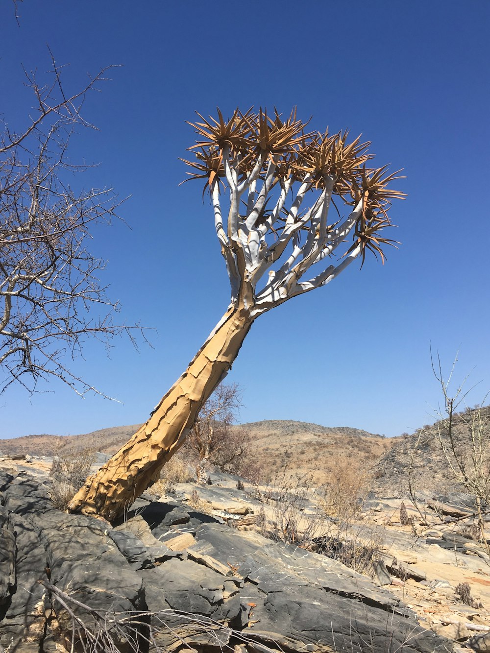 a tree that is growing out of some rocks