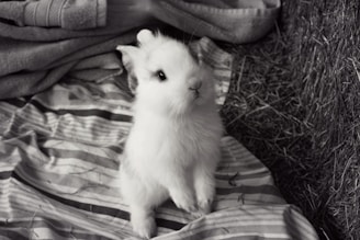 A small, fluffy rabbit stands on its hind legs on a striped, fabric surface. The scene includes some folded fabric and hay in the surroundings.
