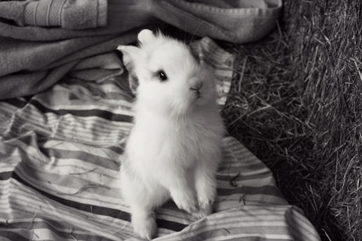 A small, fluffy rabbit stands on its hind legs on a striped, fabric surface. The scene includes some folded fabric and hay in the surroundings.
