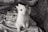 A small, fluffy rabbit stands on its hind legs on a striped, fabric surface. The scene includes some folded fabric and hay in the surroundings.