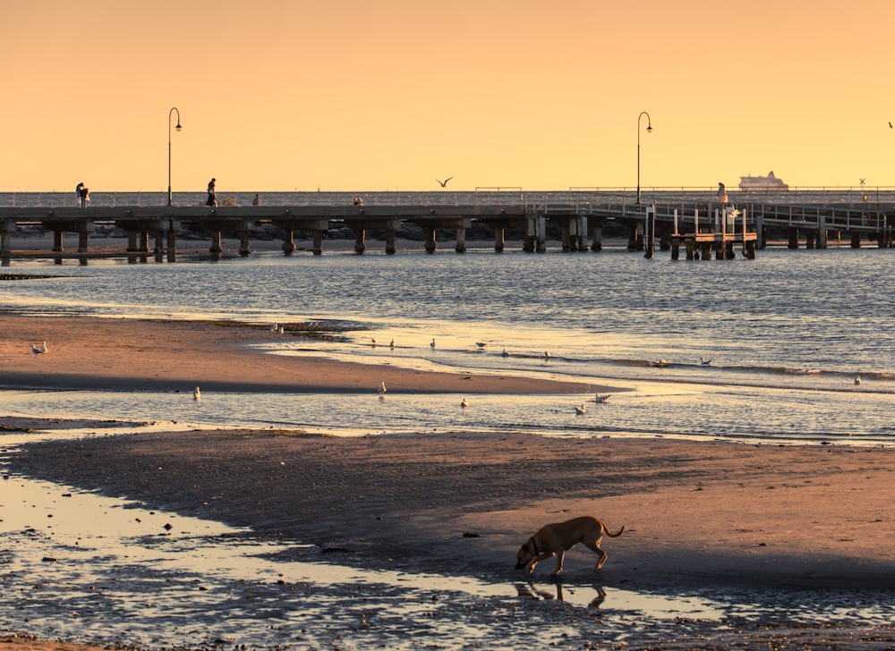 a dog standing on top of a sandy beach next to the ocean