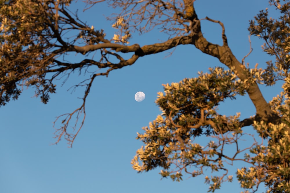 a full moon seen through the branches of a tree