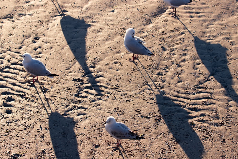 a group of birds standing on top of a sandy beach